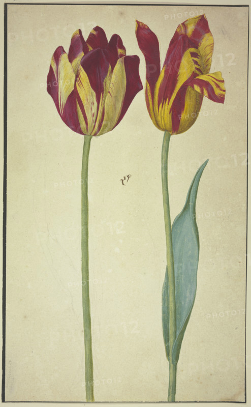 Two yellow-red tulips, 17th century. Creator: Unknown.