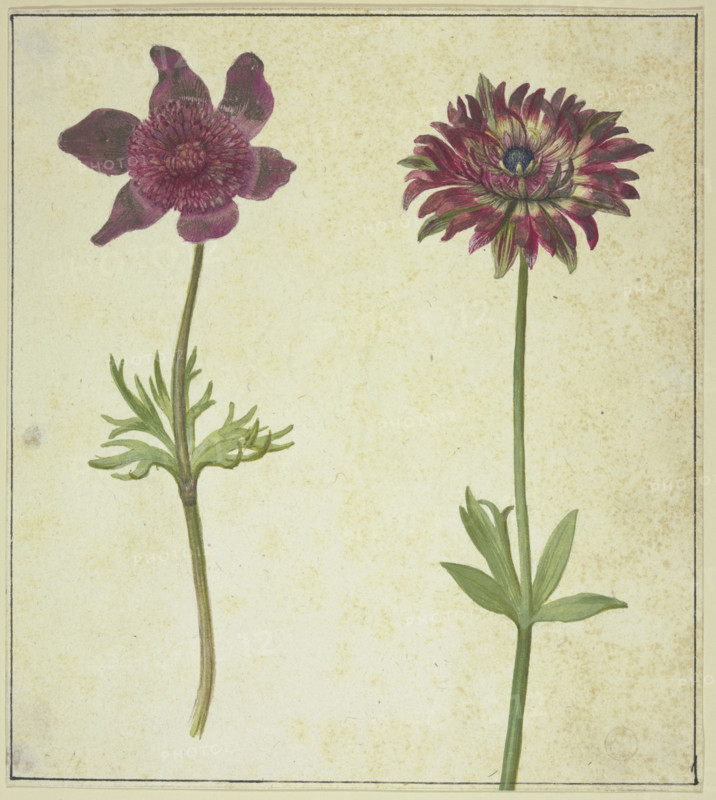 Two flowers, 17th century. Creator: Unknown.