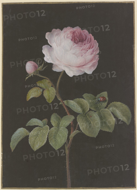 Pink rose (Rosa) with a brown beetle, c1730-1783. Creator: Barbara Regina Dietzsch.