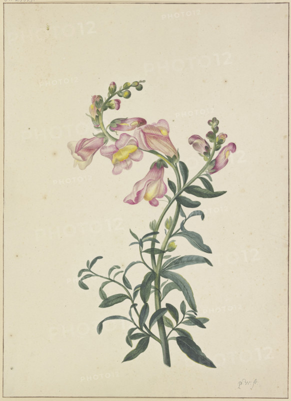 A snapdragon, c1674-1698. Creator: Pieter Withoos.