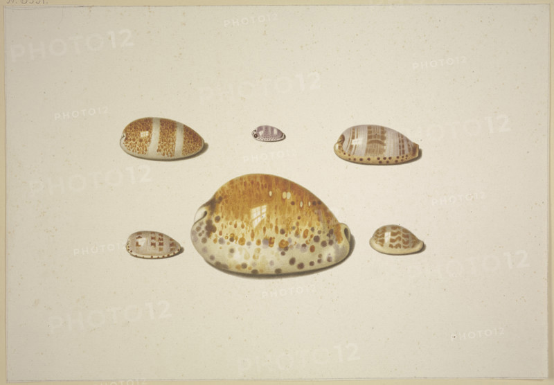 Six shells, including a large yellow one, 17th century. Creator: D Hogh.