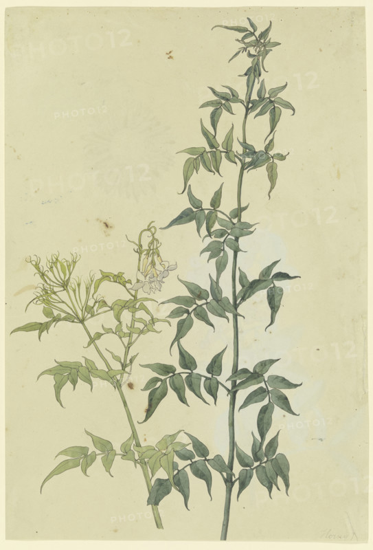 Two jasmine branches, 1817. Creator: Franz Theobald Horny.