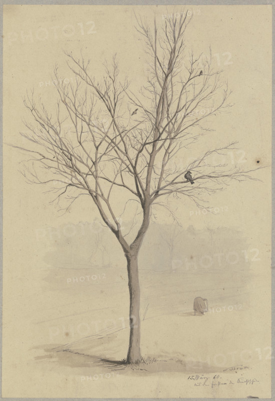 Leafless tree with birds, 1860. Creator: Hans Thoma.