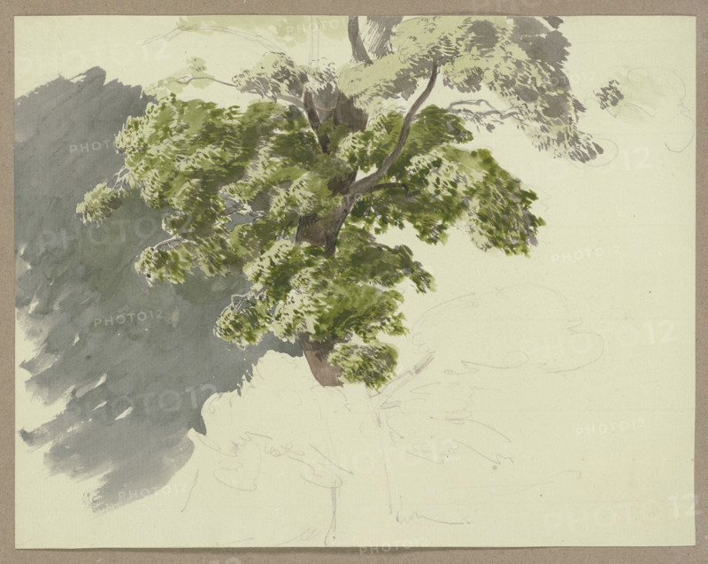 Tree in the wind, c1840-1890. Creator: Carl Theodor Reiffenstein.