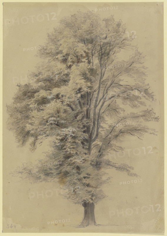 Large tree, c1830-1880. Creator: Jakob Dielmann.