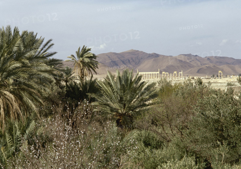 The Oasis of Palmyra, Syria, 1999.  Creator: LTL.