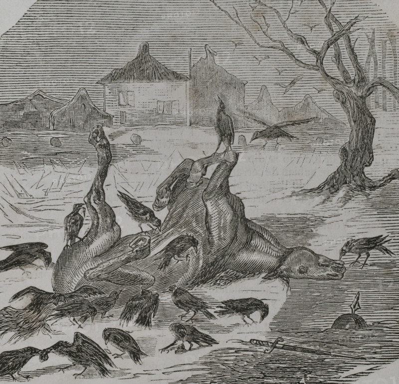 Franco-Prussian War (1870-1871): Crows tearing the carcass of a horse, 1870.  Creator: Unknown.