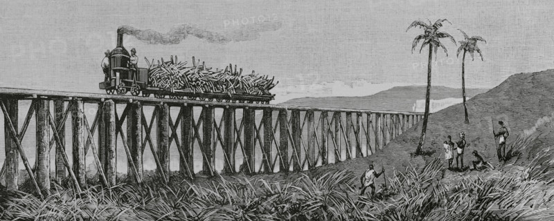 Sugar cane production, Mackay, Eastern coast of Queensland, Australia, 1883.  Creator: Unknown.