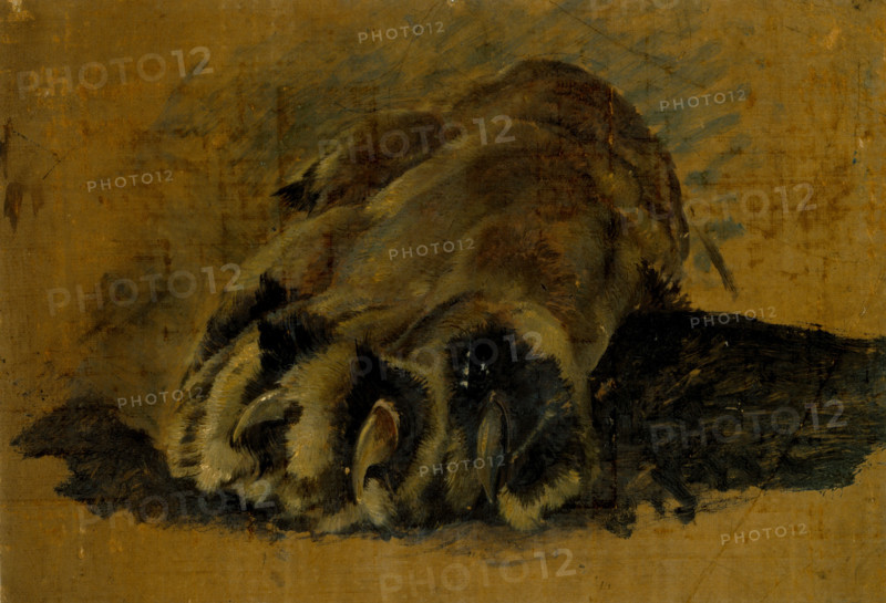 Oil sketch of a lion's paw, c1820s. Creator: John Frederick Lewis.