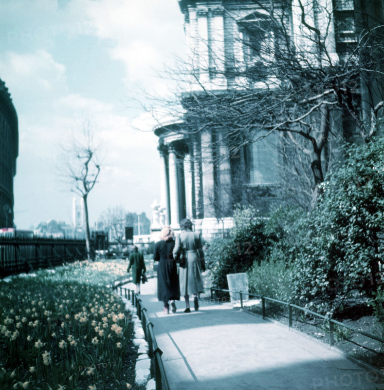 Daffodils in St Paul's Cathedral Churchyard, London, c1955. Creator: Arthur Charles Kirby Ware.