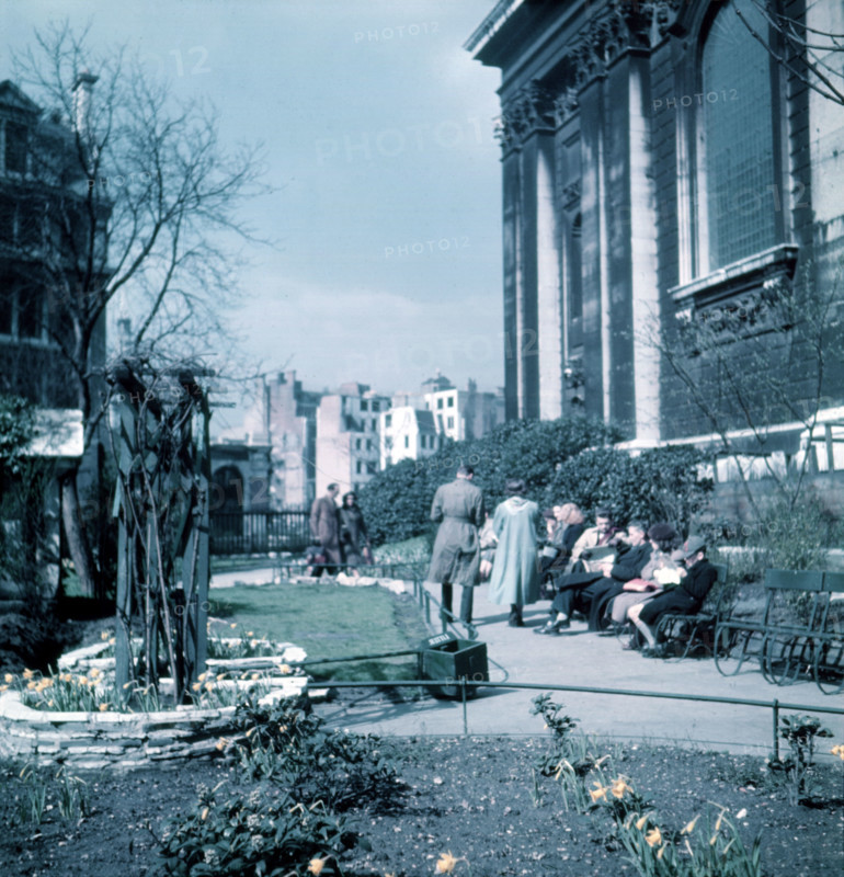 Daffodils in St Paul's Cathedral Churchyard, London, c1955. Creator: Arthur Charles Kirby Ware.