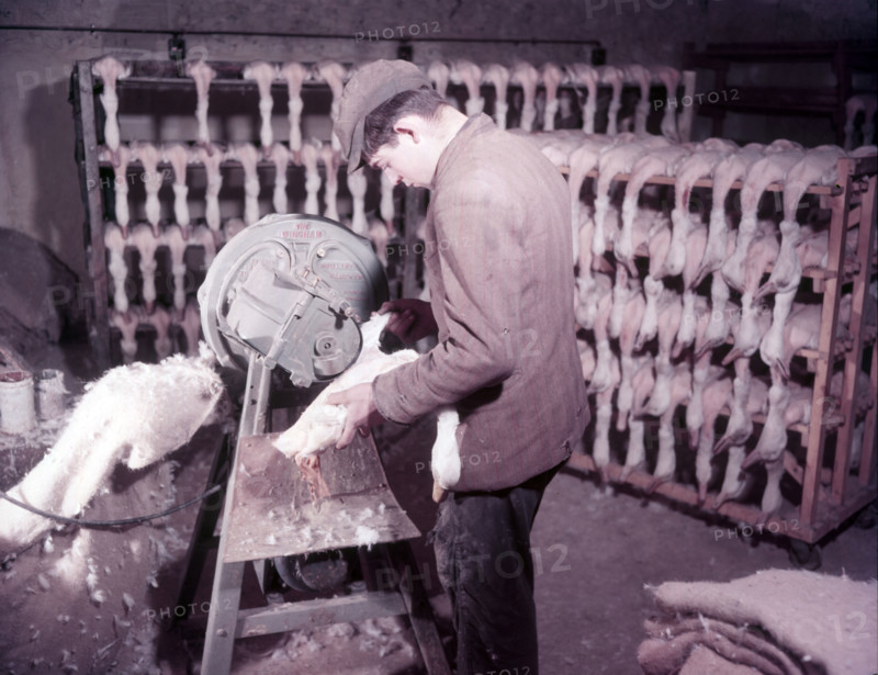 Mechanical plucking of ducklings, turkey and duck farm, Norfolk, c1955. farm of Mr G. W. Nurse of Gt Creator: Arthur Charles Kirby Ware.
