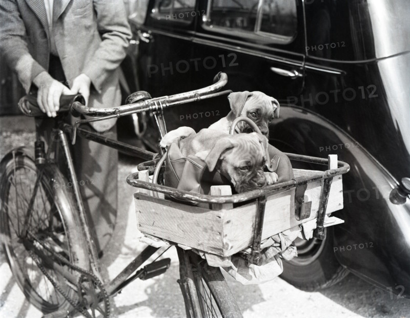 Dogs in handlebar basket, c1955. Creator: Arthur Charles Kirby Ware.