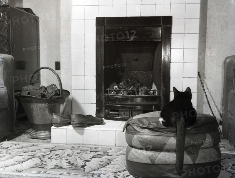 Cat in front of a coal fire, c1955. Creator: Arthur Charles Kirby Ware.