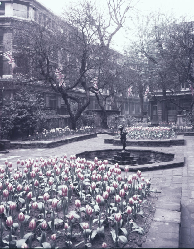 Tulips in the garden of the Drapers' Hall, City of London, c1953. Creator: Arthur Charles Kirby Ware.