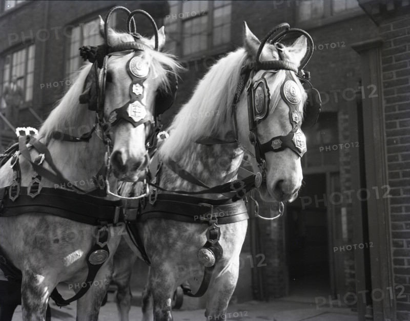 Grey horses, London, c1953.  Creator: Arthur Charles Kirby Ware.