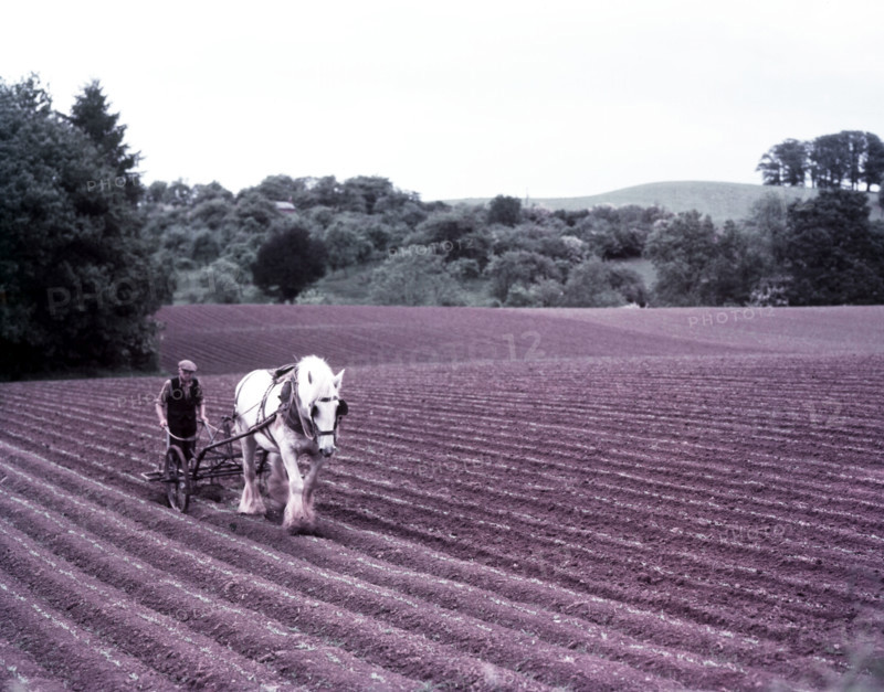 Harrowing near Martley, Worcestershire, c1955. Creator: Arthur Charles Kirby Ware.