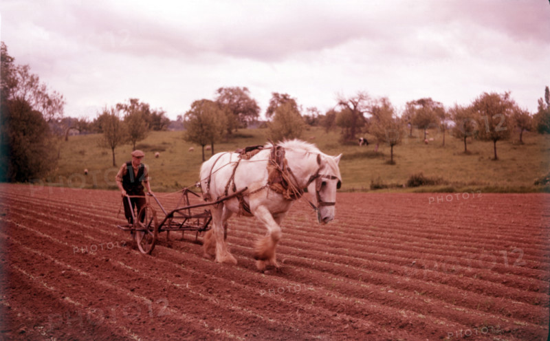 Harrowing near Martley, Worcestershire, c1955. Creator: Arthur Charles Kirby Ware.