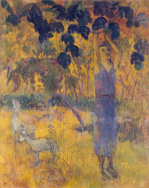 Man Picking Fruit from a Tree, 1897. Creator: Paul Gauguin.