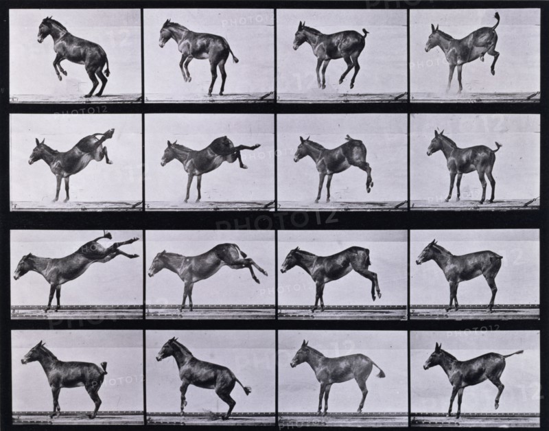 Mule, bucking and kicking, Ruth, 1872-1885.   Creator: Eadweard J Muybridge.