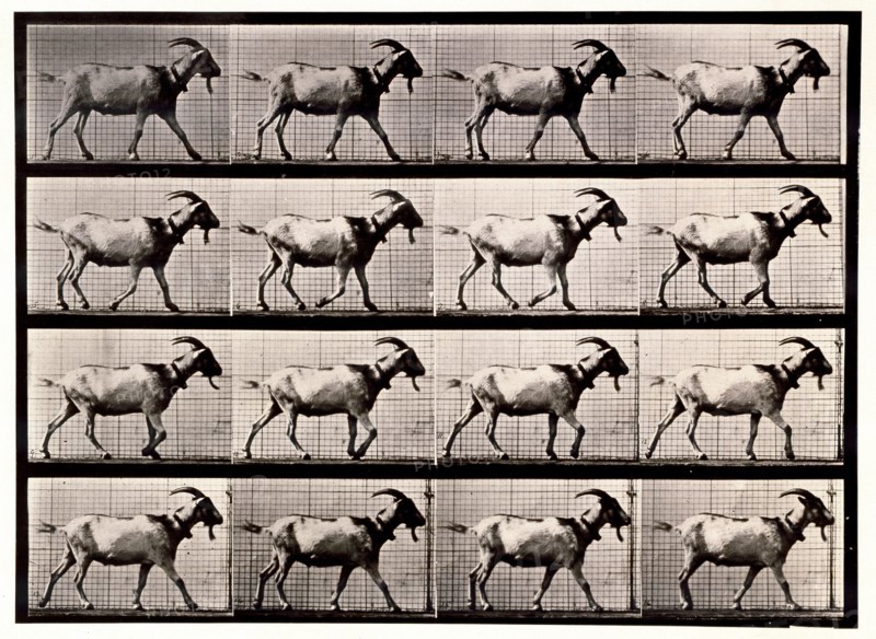 Goat Walking, 1872-1885.  Creator: Eadweard J Muybridge.