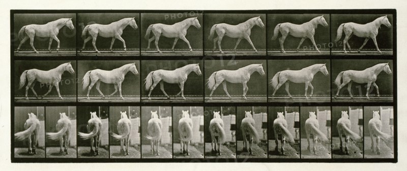 Walking, 1872-1885.  Creator: Eadweard J Muybridge.