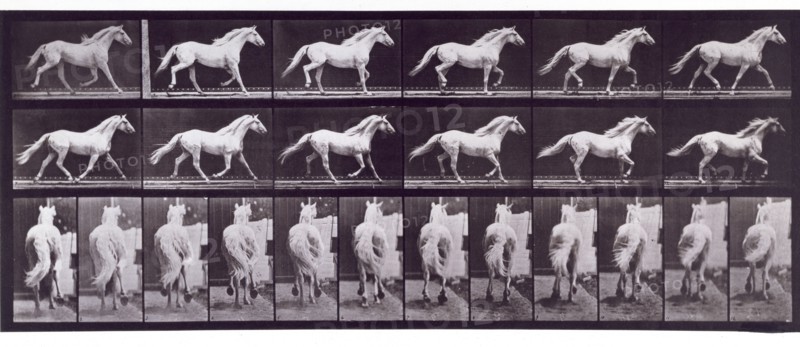 Trotting free, 1872-1885.  Creator: Eadweard J Muybridge.
