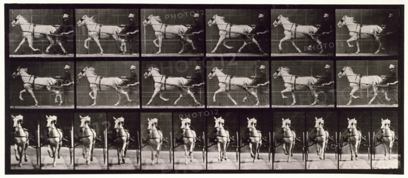 Trotting, 1872-1885.  Creator: Eadweard J Muybridge.