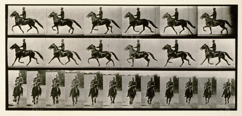 Racking (pacing), 1872-1885.  Creator: Eadweard J Muybridge.