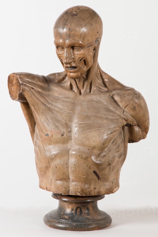 Écorché au bras tendu [Head and torso only], 1767. Creator: Unknown.