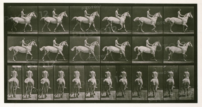 Trotting, 1872-1885.  Creator: Eadweard J Muybridge.