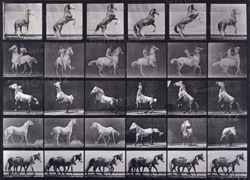 Horses rearing, etc, 1872-1885.   Creator: Eadweard J Muybridge.