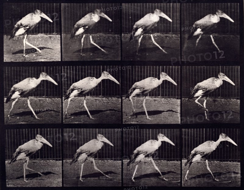 Adjutant, 1872-1885.  Creator: Eadweard J Muybridge.