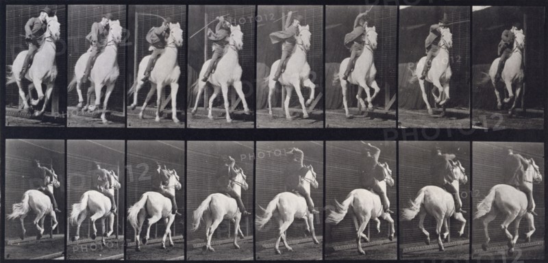 Gallop, 1872-1885. Creator: Eadweard J Muybridge.