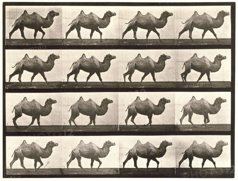 Bactrian camel, 1872-1885.  Creator: Eadweard J Muybridge.