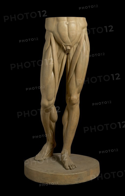 Cast of Legs and Stomach of Jean-Antoine Houdon's 1767 Écorché au bras tendu, (19th century?). Creator: Unknown.