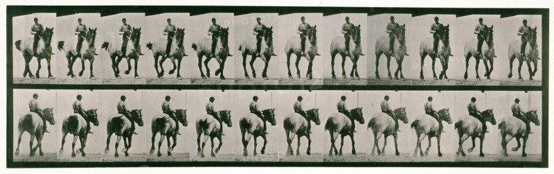 Trotting, bareback, 1872-1885.  Creator: Eadweard J Muybridge.