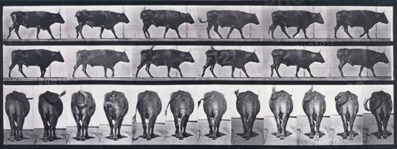 Ox walking, 1872-1885. Creator: Eadweard J Muybridge.
