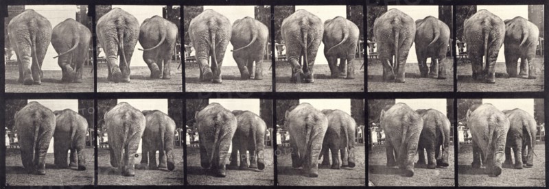 Elephants, 1872-1885.   Creator: Eadweard J Muybridge.