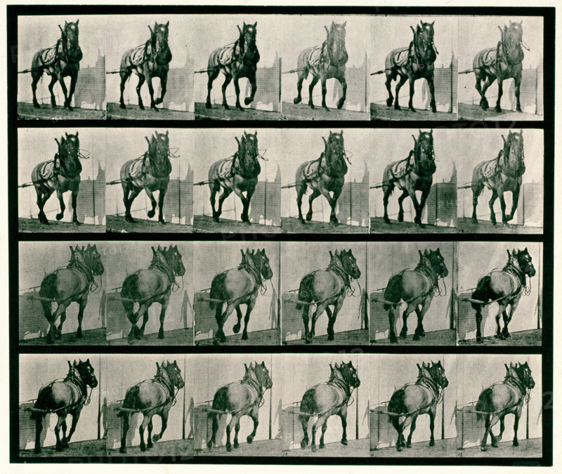 Hauling, 1872-1885.  Creator: Eadweard J Muybridge.
