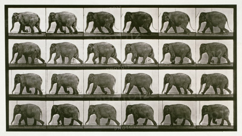 Elephant, 1872-1885. Creator: Eadweard J Muybridge.