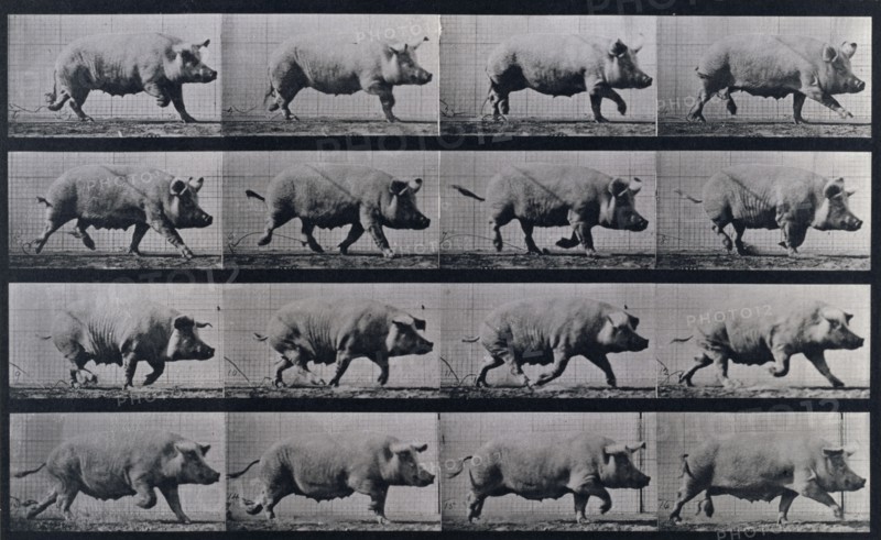 Sow trotting, 1872-1885.   Creator: Eadweard J Muybridge.