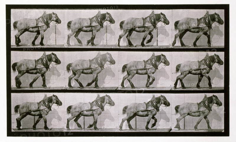 Hauling, 1872-1885.  Creator: Eadweard J Muybridge.