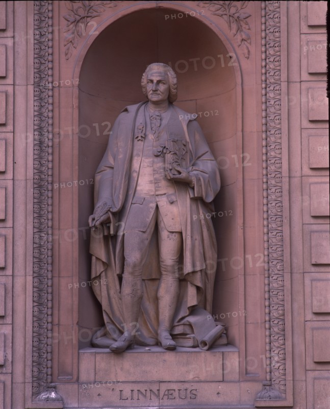 Linnaeus, c1870. Creator: Dennis Gilbert.