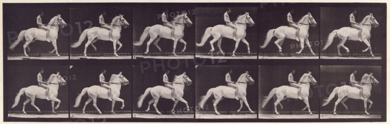 Ambling, (single foot), 1872-1885.  Creator: Eadweard J Muybridge.