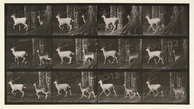 Fallow deer, 1872-1885.  Creator: Eadweard J Muybridge.