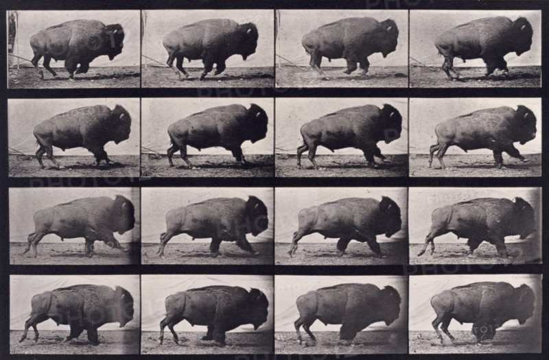 Buffalo, 1872-1885.  Creator: Eadweard J Muybridge.
