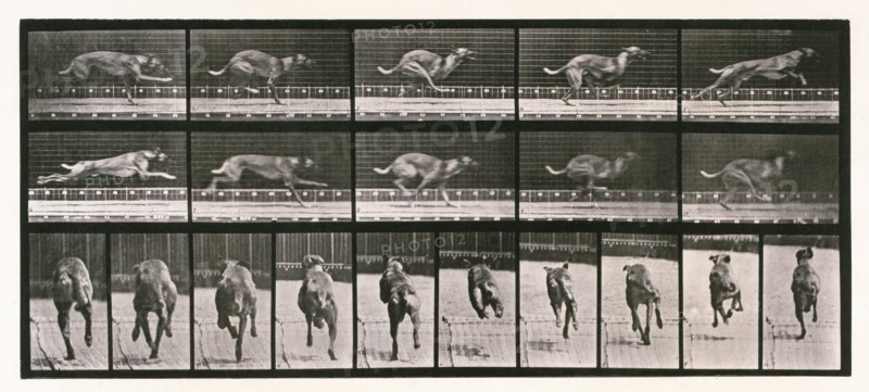 Dog, 1872-1885. Creator: Eadweard J Muybridge.