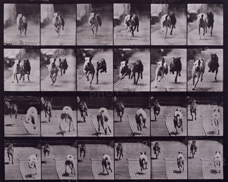 Dogs, 1872-1885.   Creator: Eadweard J Muybridge.