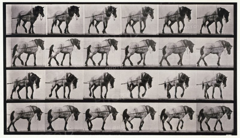 Hauling, 1872-1885.  Creator: Eadweard J Muybridge.